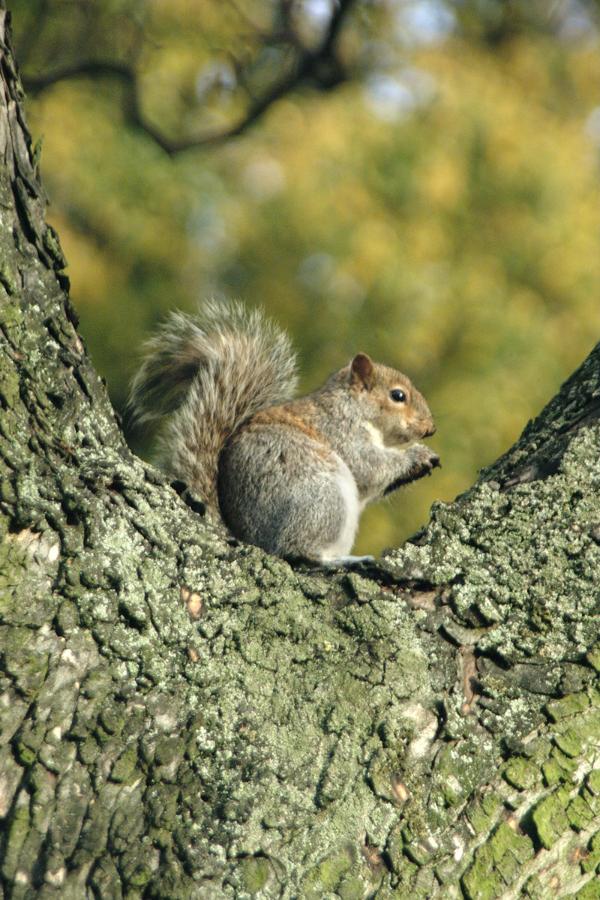 Gray squirrel.jpg