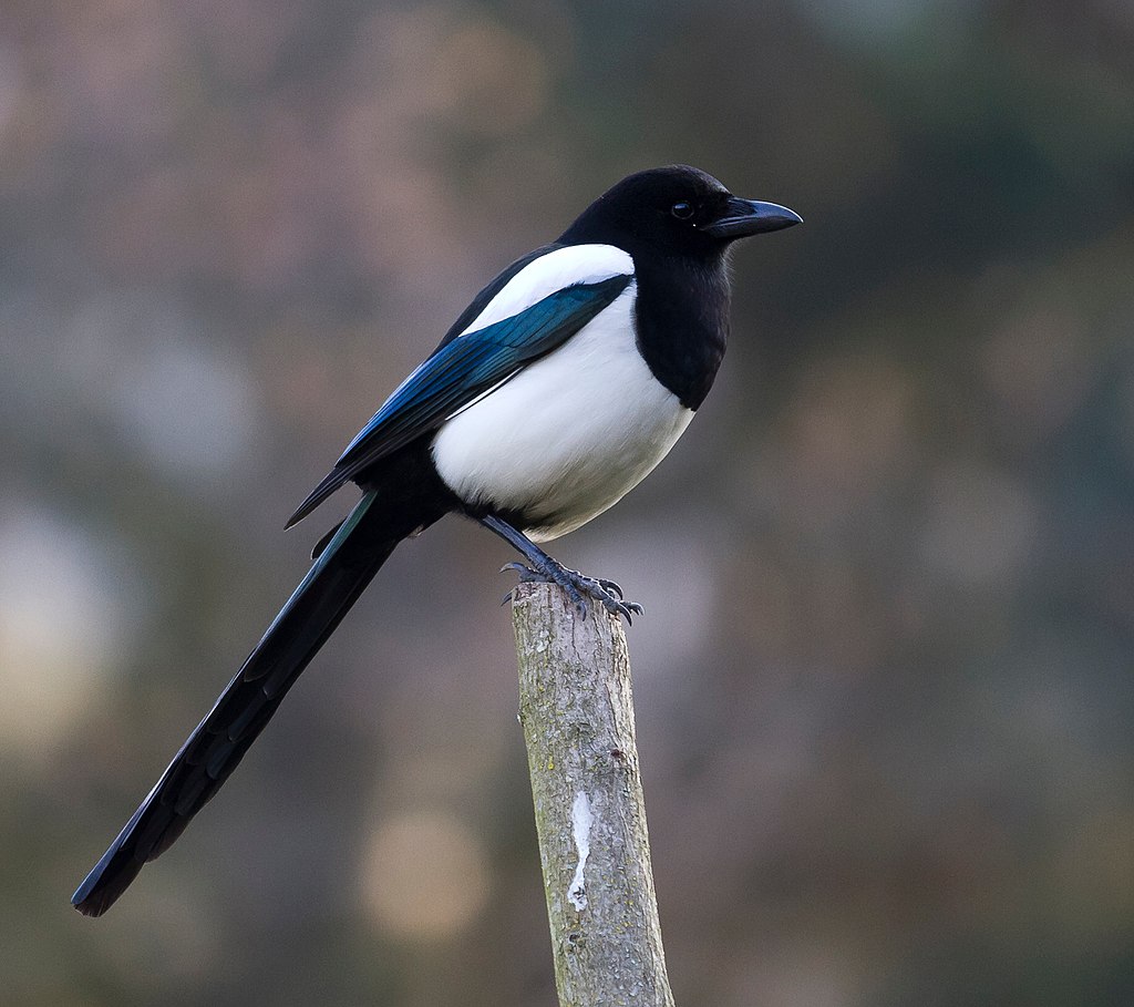 Magpie.jpg