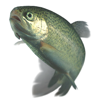 Rainbow trout transparent.png