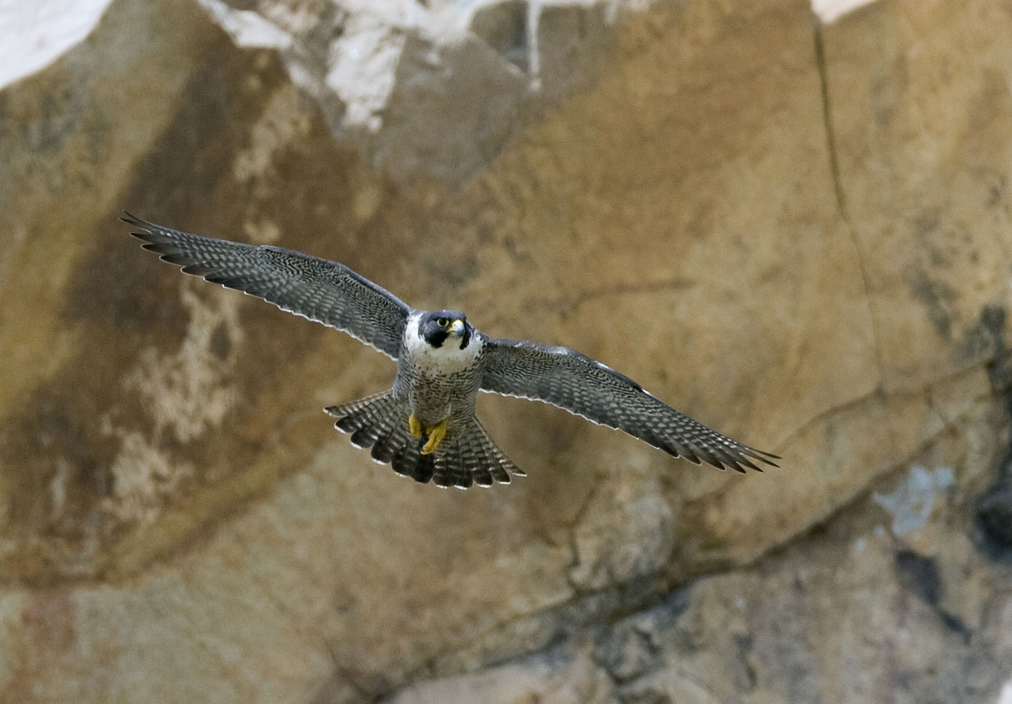 Peregrine falcon.jpg