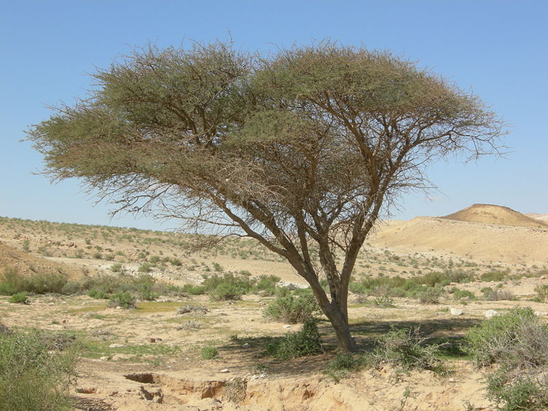 800px-Acacia Negev.JPG