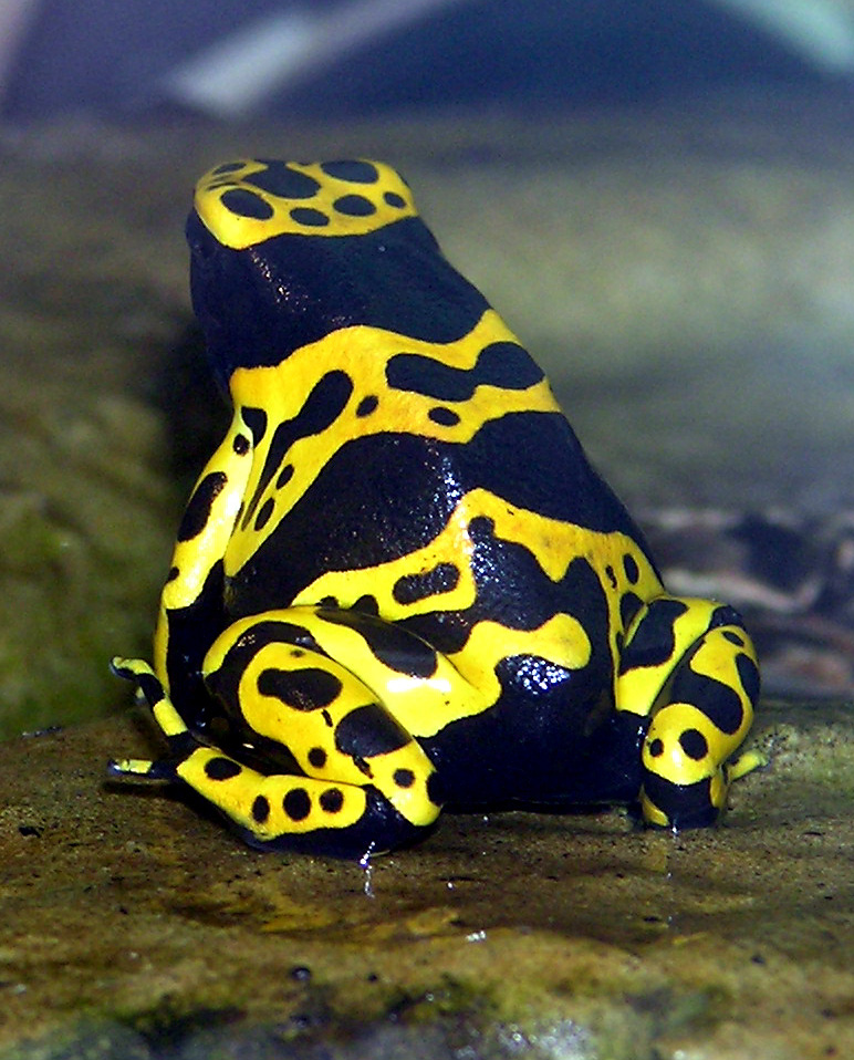 Yellow-banded.poison.dart.frog.jpg