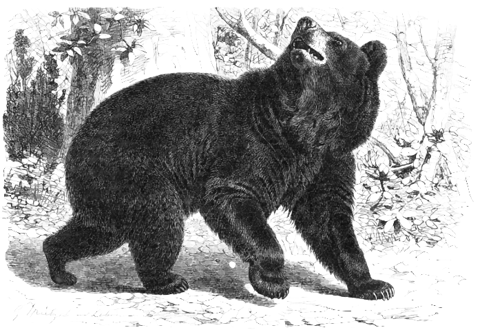 Black Bear.png