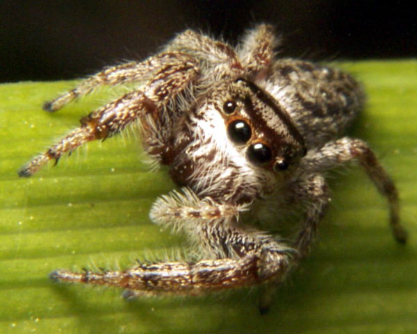 Jumpingspider2.jpg