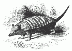 Armadillo.gif