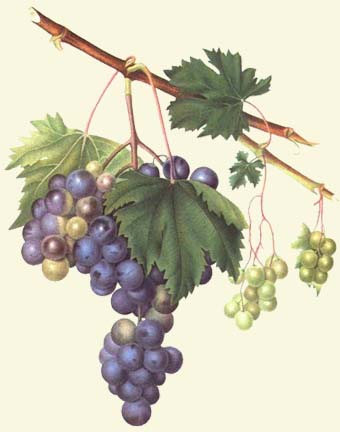 Grapes.jpg