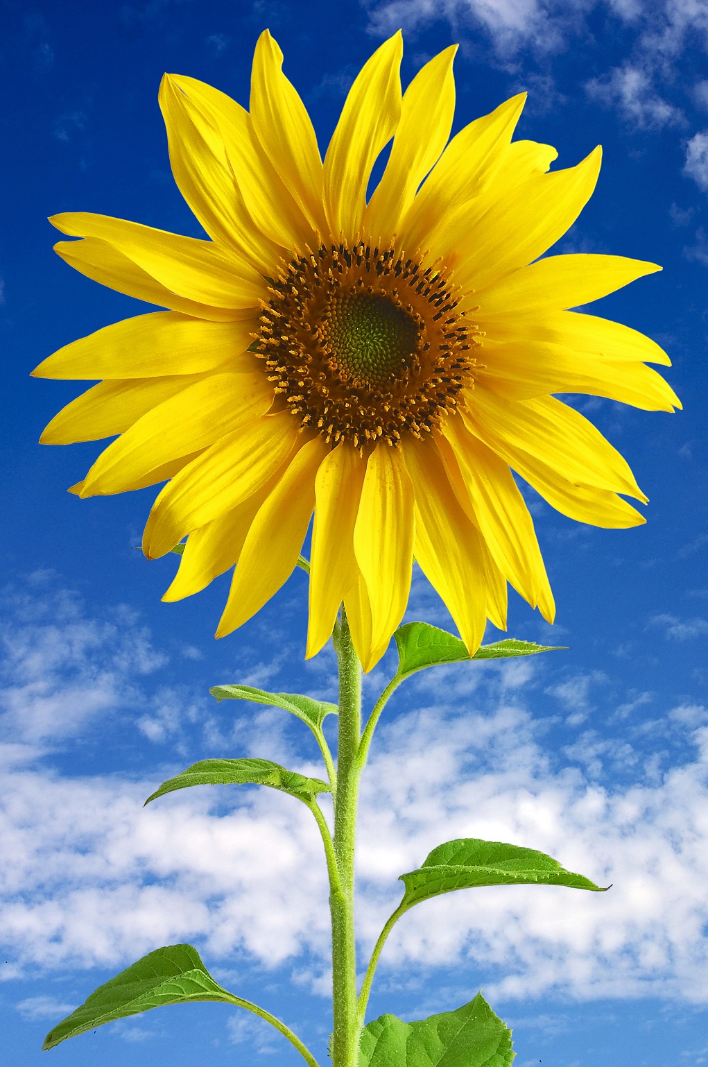 Sunflower.jpg