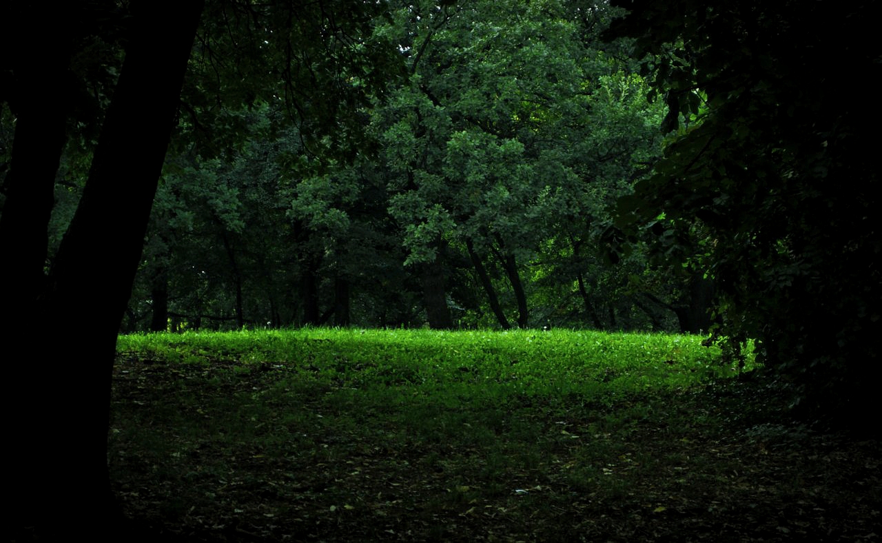 Forest clearing. Высокая трава лес обои андроид портретный. Clear Forrest. Портал из леса.