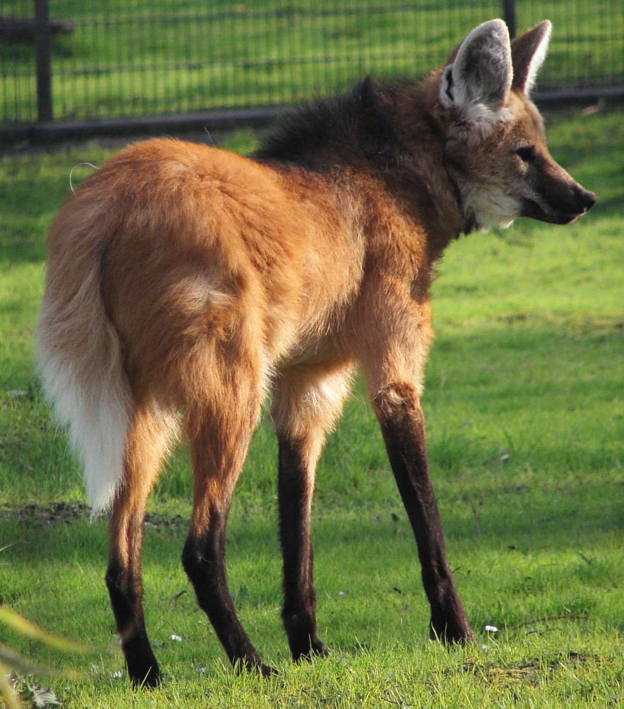 Maned wolf.jpg