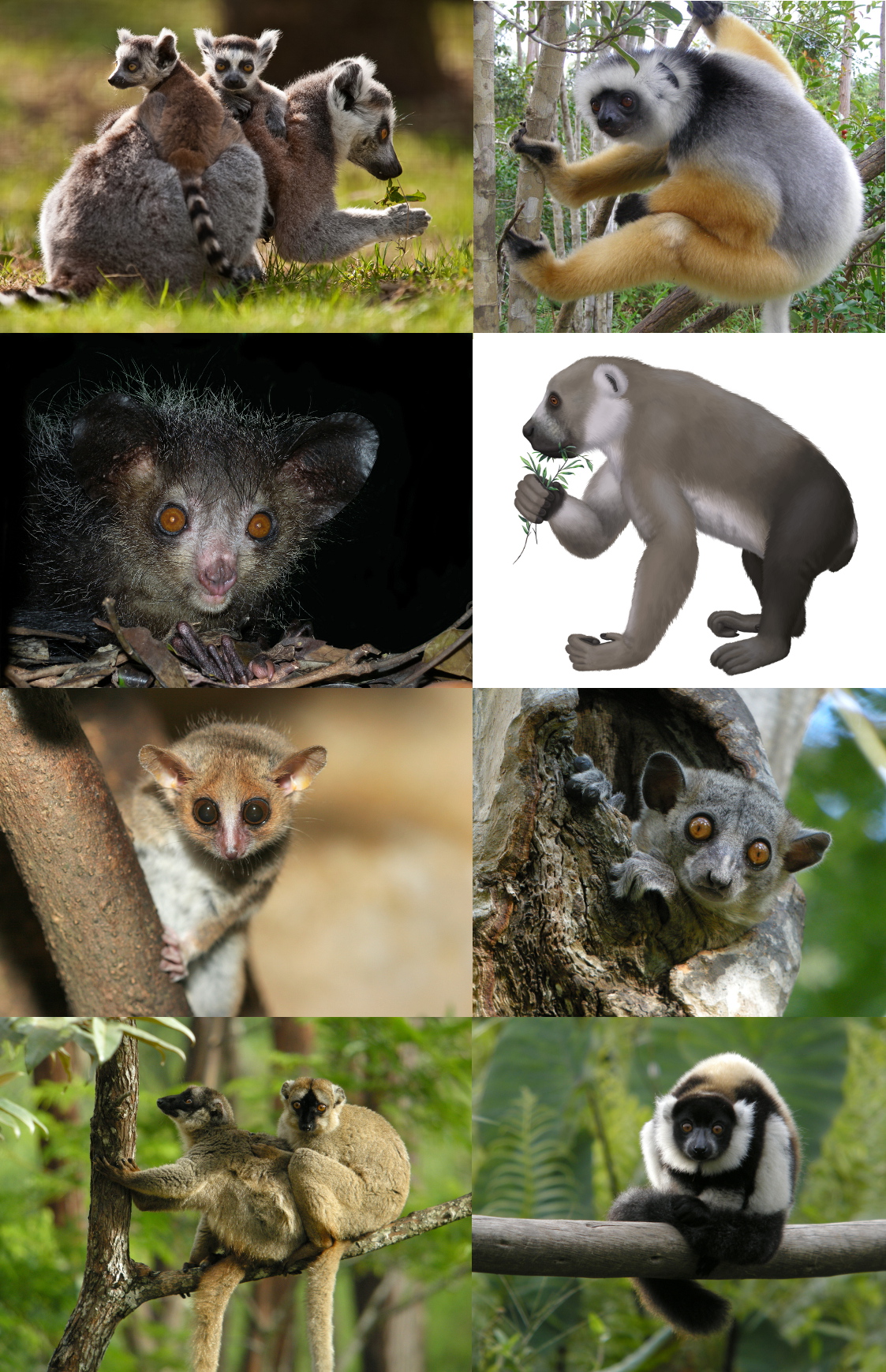 Lemurfolk irl
