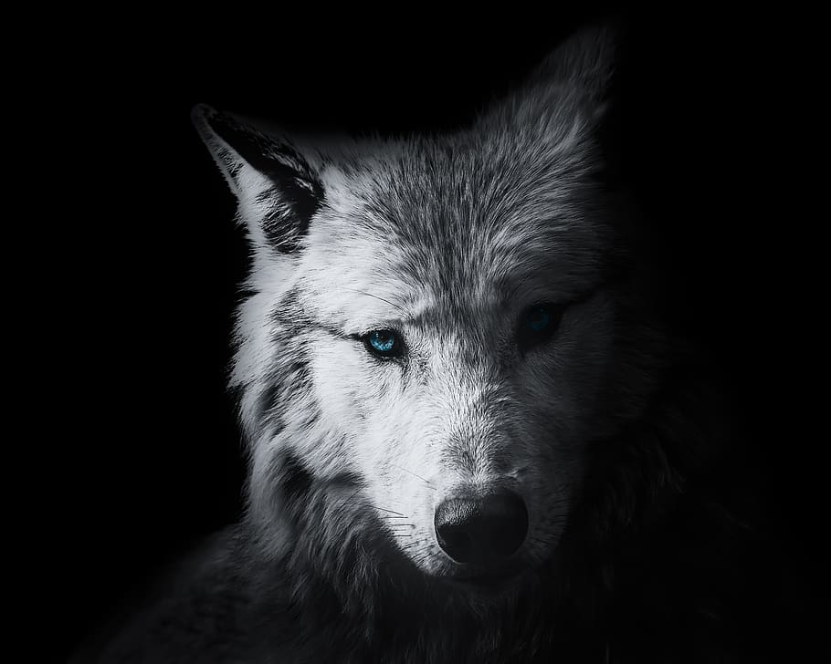 Lunar Wolf Head 2.jpg