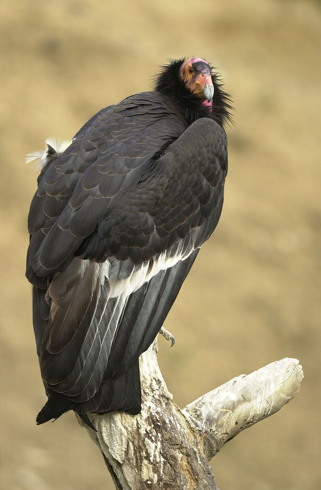 California condor.jpg