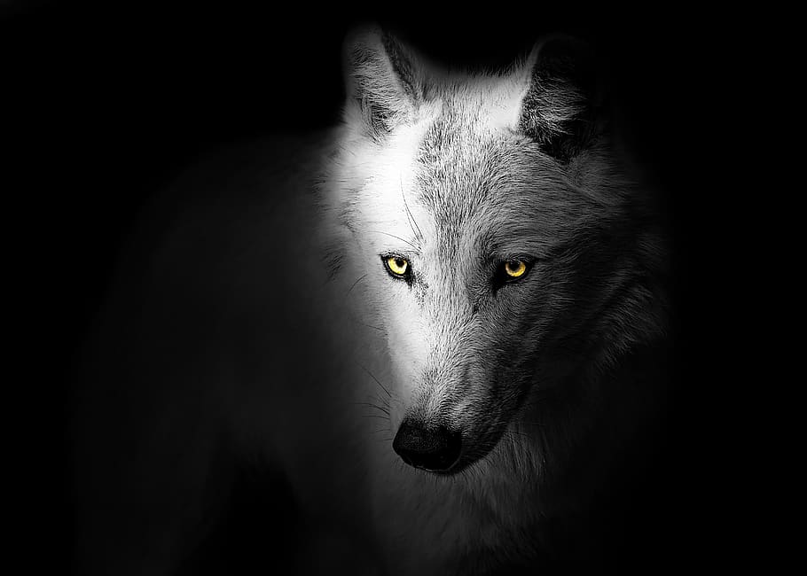 Lunar Wolf Head 1.jpg