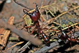 Safari Ant.jpg