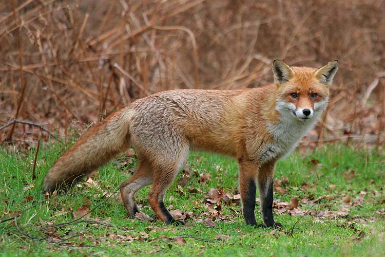 Vulpes vulpes.jpg