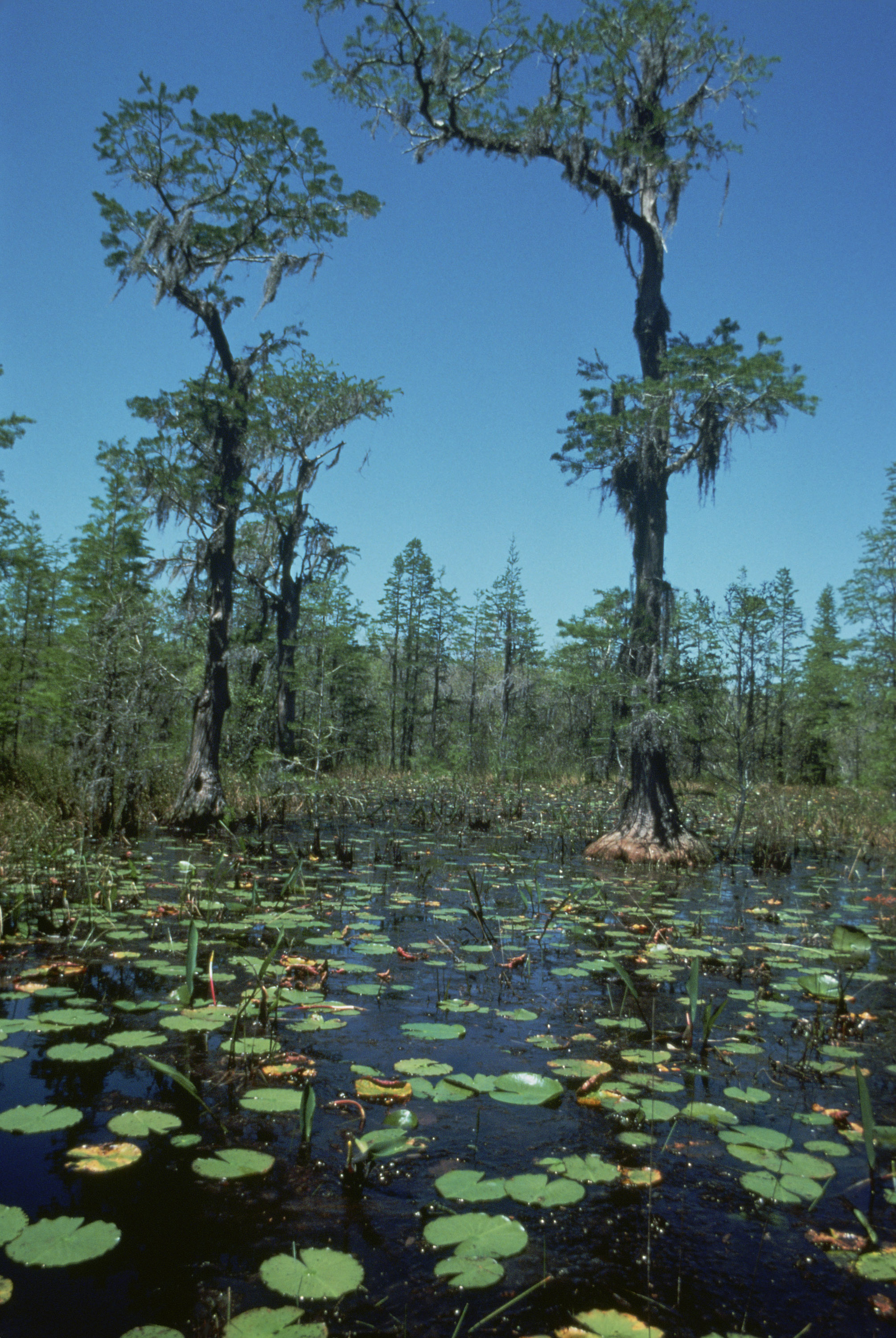 This image or recording is the work of a U.S. Fish and Wildlife Service employee, taken or made during the course of an employee's official duties. As a work of the U.S. federal government, the image is in the public domain.