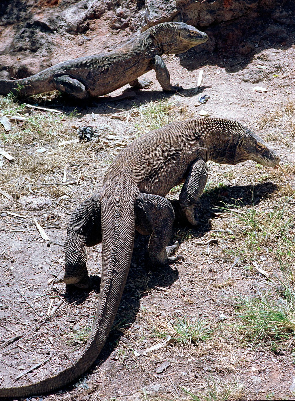 KomodoDragonRinca1.jpg