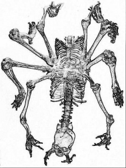 Skeleton, Clacking (5e Creature) - D\u0026D Wiki